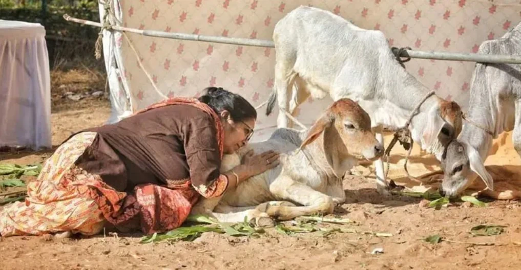 ভারতে ক্যানসার সারাতে গরুর গোবর-গোমূত্র নিয়ে গবেষণায় গায়েব ৩.৫ কোটি রুপি